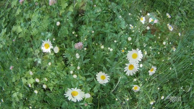 Дача в цвету, Южное Приморье, середина июня 2020 г. смотреть онлайн