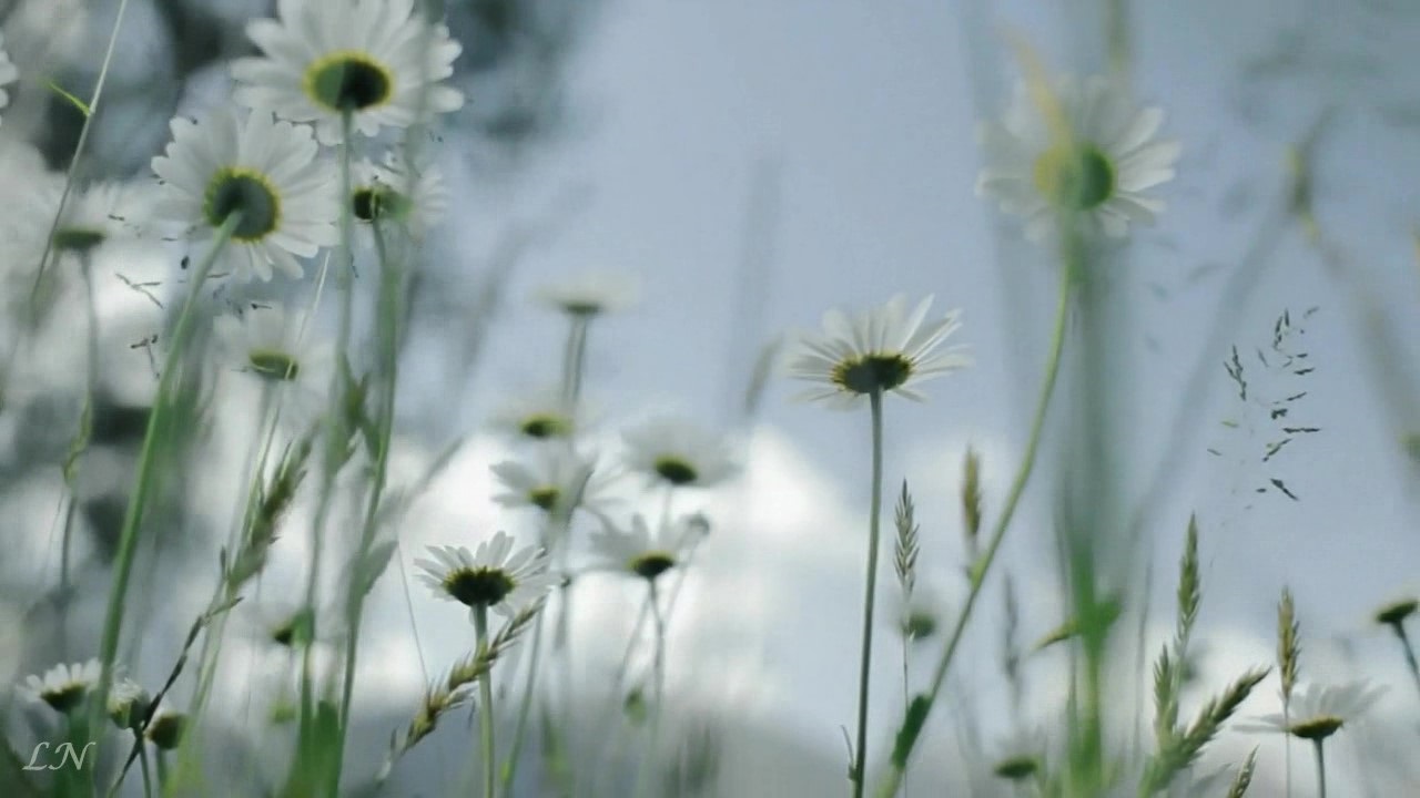 П.И. Чайковский - «Июнь Баркарола» - Tchaikovsky - The Seasons – «Barcarolle June» смотреть онлайн