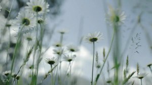 П.И. Чайковский - «Июнь Баркарола» - Tchaikovsky - The Seasons – «Barcarolle June»