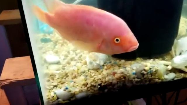 my male purple rose queen смотреть онлайн