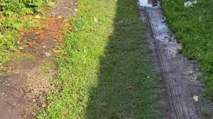 Начинающий виноградарь. Почему я никогда не посажу виноград Изабелла?