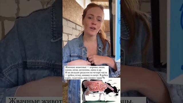 Корова жуёт жвачку | Вы знали о таком? Интересные факты о животных смотреть онлайн