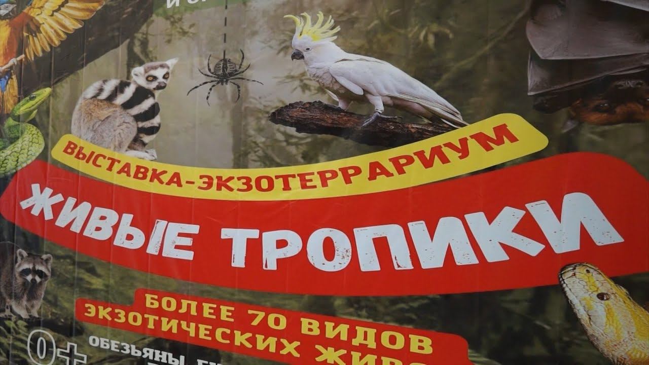 «ЖИВЫЕ ТРОПИКИ» смотреть онлайн