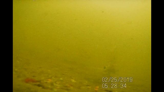 Первый лёд 2020-2021 12л летнего корма в лунку и посмотреть в камеру Калипсо смотреть онлайн