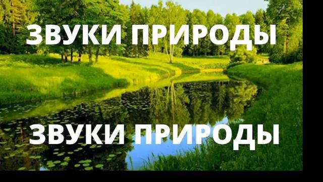 ЗВУКИ ПРИРОДЫ. РЕЛАКС смотреть онлайн