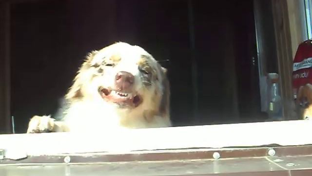 Australian Shepherd Is Smiling. Как улыбаются Австралийская Овчарки - Аусси.
