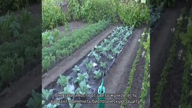 Чем обработать капусту от блошки