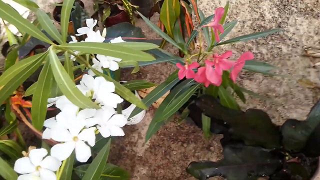 🌼🌸🌹🌷🌺 como estão as minhas mudinhas croton смотреть онлайн