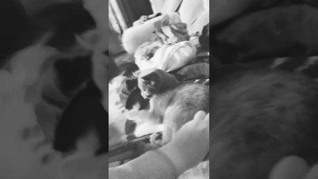 А ПИПЕЦ У МЕНЯ РУКА БОЛИТ 🤣😭 смотреть онлайн