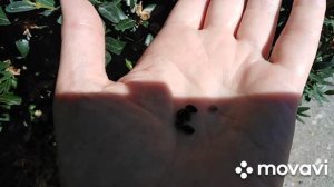 Как я размножала самшит.