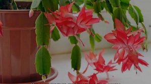 Как размножить декабрист в домашних условиях