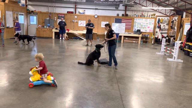 Making It Look Easy Is "NEVER" Easy. Crazy Activity Is The Norm @ Protection Dog Sales смотреть онлайн