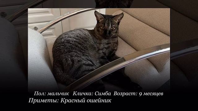 Вёшки пропала кошка чаузи с наградой в 100 000 тысяч смотреть онлайн