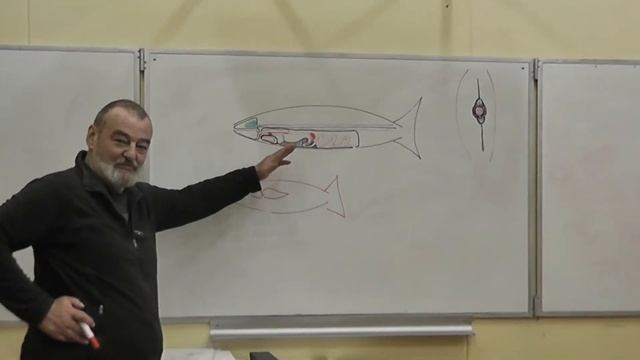 67 Целом, плавательный пузырь, гонады (вторая камера) смотреть онлайн