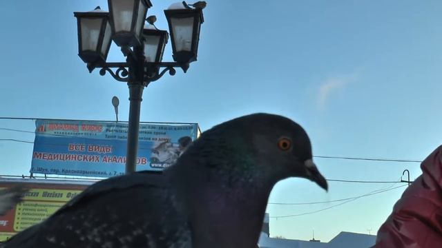 Птичка села! смотреть онлайн