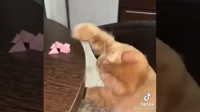 Котенка и колбаса