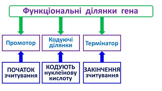 Гени організмів Особливості будови генів Біологія смотреть онлайн