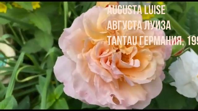 Шанталь Мерье, Голден Шауэрс, розы в саду! смотреть онлайн