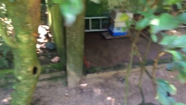 Прогулка по Парку Птиц (Parque das Aves) в Бразилии, 2017 смотреть онлайн