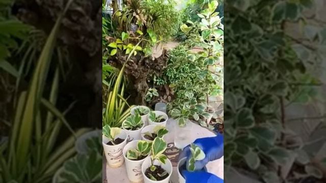 Ficus Triangularis Propagation смотреть онлайн