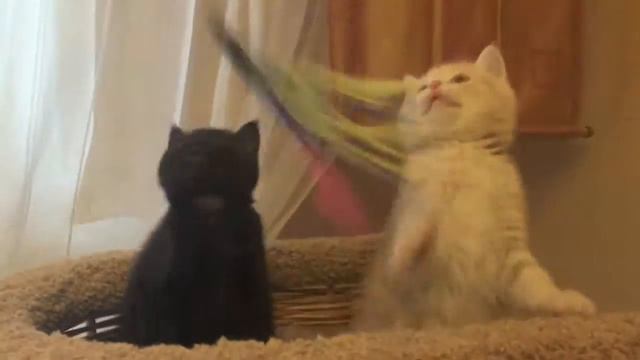 Шотландские Вислоухие котята смотреть онлайн