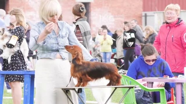 Монопородная выставка "ТАКСА" 8 июля 2017г. Такса миниатюрная длинношерстная. смотреть онлайн