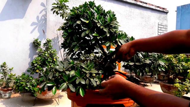 Repotting Bonsai Tree Ficus Micropara, How to make bonsai, repotting and care for beginners: Part 0 смотреть онлайн