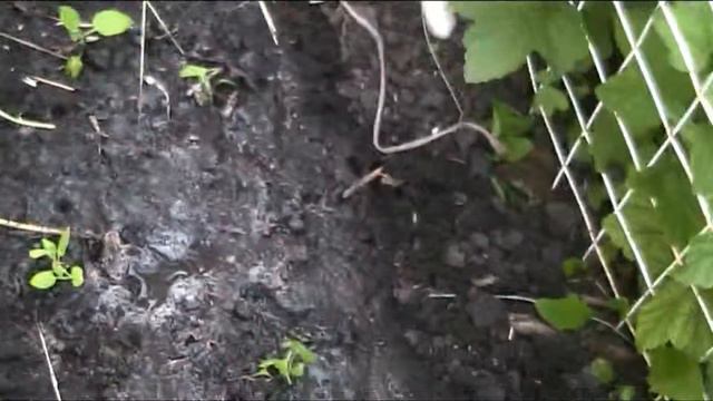 высаживаем картофель из семян смотреть онлайн