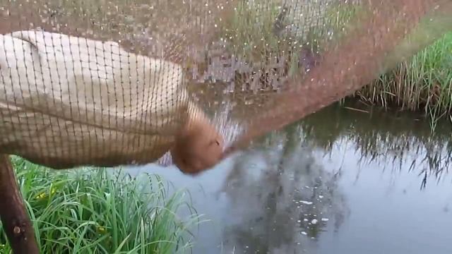 Ловля риби на паук. смотреть онлайн