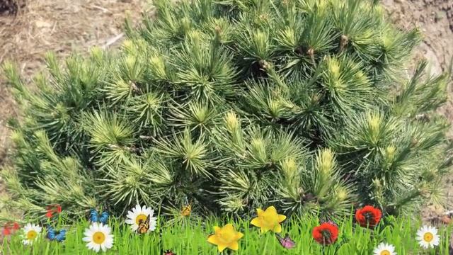 Лиственница европейская Чижовице ? Обзор: посадка и уход. крупномеры: описание и особенности смотреть онлайн