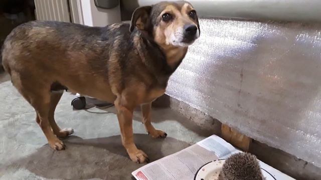 Наглый ёжик смотреть онлайн