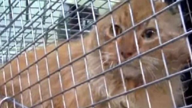 Безухий рыжий кот блуждал по улицам, нуждаясь в доме