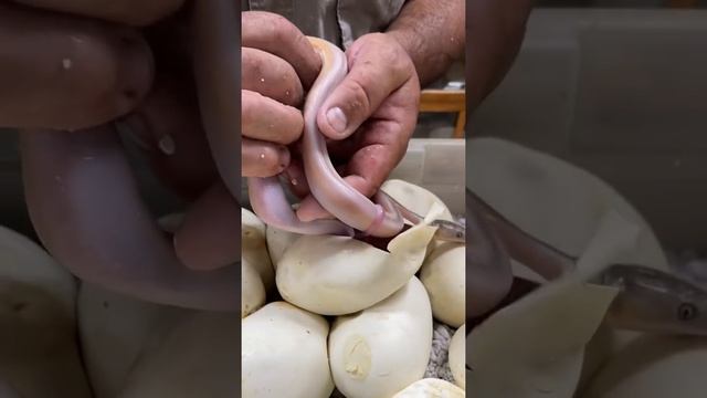 Saving a baby snake’s life ? смотреть онлайн