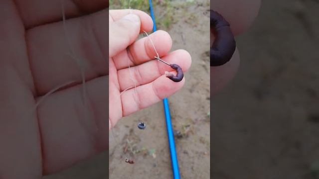 рыбалка на поплавок июнь 2020!ловля карася!хотели карася а наловили конька!) смотреть онлайн