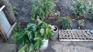 ШОК!!! БЫСТРЫЙ СПОСОБ РАЗВЕДЕНИЯ ШЕЛКОВИЦЫ  БЕЗ ПРИВИВОК