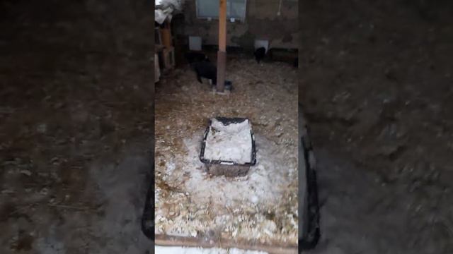 поросята не бояться минус двадцати,едят гусиный помет смотреть онлайн