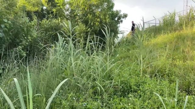 HUGE invasive Burmese Python found in the Florida Everglades смотреть онлайн