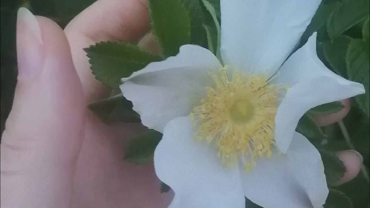 Ассаи "Южные сны" И осенняя прогулка 5октября2022 #СредаИскусства смотреть онлайн