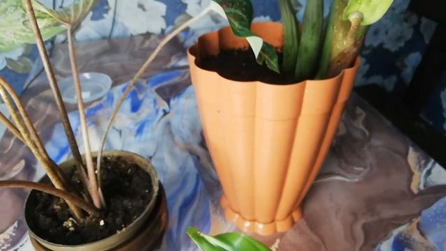 Цветение замиокулькаса равен, новинки. смотреть онлайн