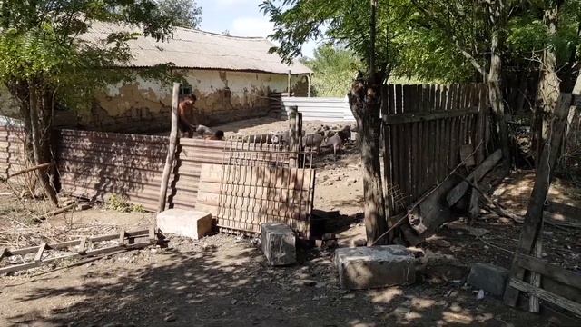 Как найти убежавшего поросенка смотреть онлайн