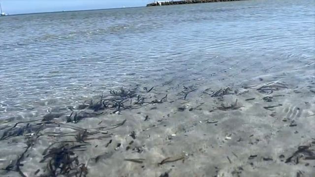 One day on the Fehmarn Island Germany 4K смотреть онлайн