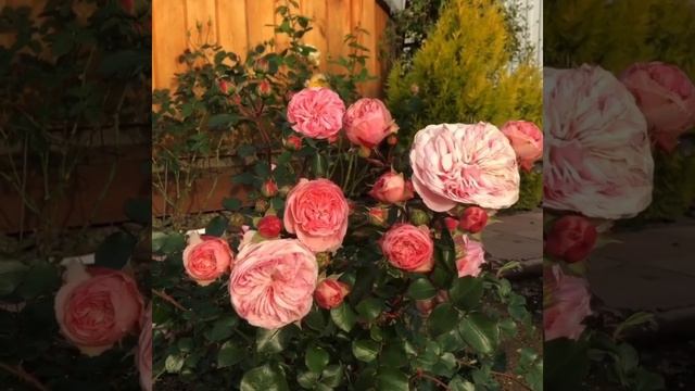 Роза Мария Терезия,Mariatheresia Rose,Тантау,Германия,2003год. смотреть онлайн