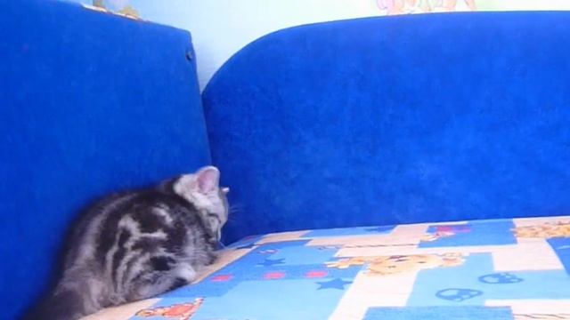 Шотландские котята мраморные видео смотреть онлайн