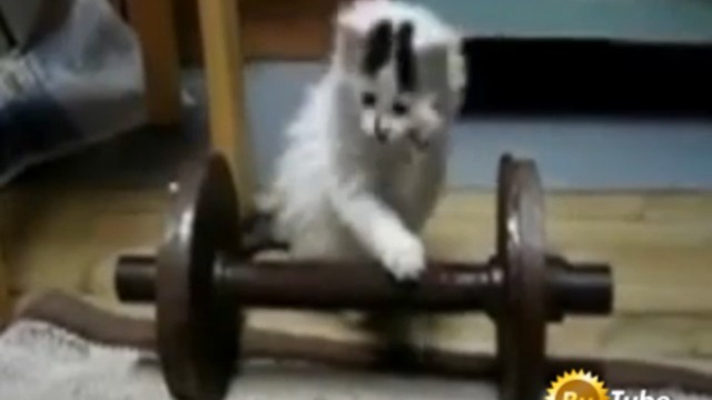 Любитель гантель смотреть онлайн