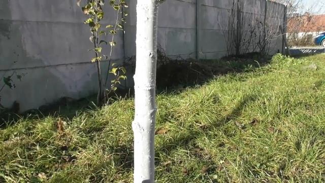 Фарбування дерев - робити тільки восени, а не весною. Обов'язково до перегляду смотреть онлайн