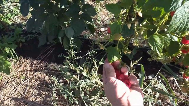 Осеннее плодоношение малины сорта Маравилла, 1 год посадки смотреть онлайн