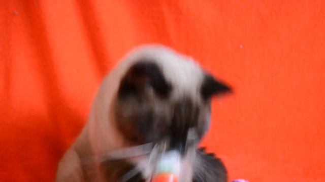 Шотландский прямоухий котик окраса сил-поинт. Выпускник моего Питомника! смотреть онлайн