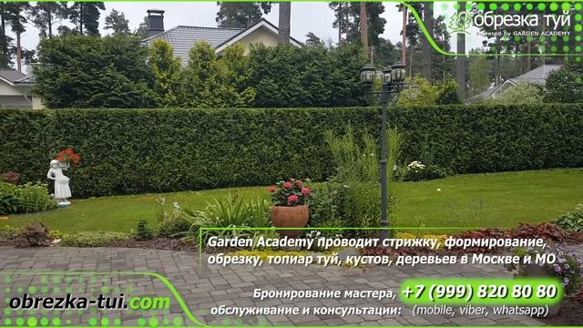 Стрижка туй Москва ☎ +79990008108 www.Obrezka-tui.com смотреть онлайн