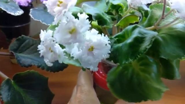 Фиалки и жара. Помогаем выжить. смотреть онлайн