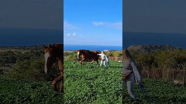 Динамичные прогулки с лошадьми смотреть онлайн